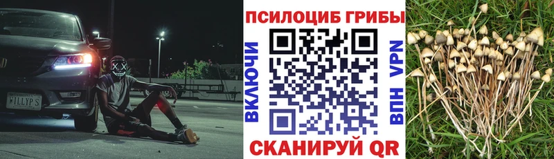 где можно купить   Мамоново  Галлюциногенные грибы Psilocybine cubensis 